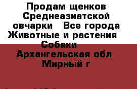 Продам щенков Среднеазиатской овчарки - Все города Животные и растения » Собаки   . Архангельская обл.,Мирный г.